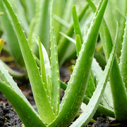 Aloe Vera Gel - 4fl - oz - Carriers - Aromatics International