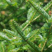 Balsam Fir Essential Oil - 5ml - Essential Oil Singles - Aromatics International
