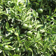 Bergamot Essential Oil - 5ml - Essential Oil Singles - Aromatics International