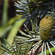 Black Spruce Essential Oil - 5ml - Essential Oil Singles - Aromatics International