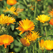 Calendula Hydrosol - 100ml - Hydrosol - Aromatics International