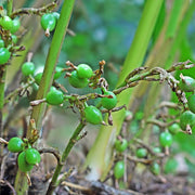 Cardamom Essential Oil - 5ml - Essential Oil Singles - Aromatics International