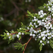 Cedarwood Essential Oil - 5ml - Essential Oil Singles - Aromatics International