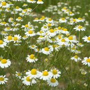 Chamomile German Essential Oil (England) - 5ml - Essential Oil Singles - Aromatics International