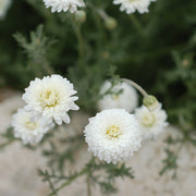 Chamomile Roman Essential Oil - 5ml - Essential Oil Singles - Aromatics International
