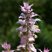 Clary Sage Essential Oil - 5ml - Essential Oil Singles - Aromatics International