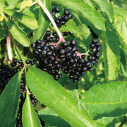 Elderberry Hydrosol - 100ml - Hydrosol - Aromatics International