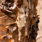 Frankincense Essential Oil - 5ml - Essential Oil Singles - Aromatics International