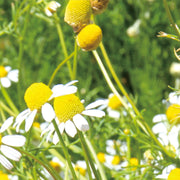 German Chamomile Hydrosol - 100ml - Hydrosol - Aromatics International