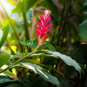 Ginger Essential Oil - 5ml - Essential Oil Singles - Aromatics International