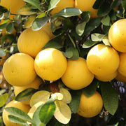 Grapefruit (Rose) Essential Oil - 5ml - Essential Oil Singles - Aromatics International
