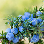 Juniper Berry Essential Oil - 5ml - Essential Oil Singles - Aromatics International
