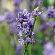 Lavender Artisan Hydrosol - 100ml - Hydrosol - Aromatics International