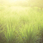 Lemongrass ct Rhodinol Essential Oil - 5ml - Essential Oil Singles - Aromatics International
