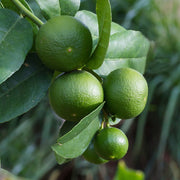 Lime Essential Oil - 5ml - Essential Oil Singles - Aromatics International