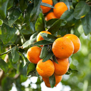Orange Sweet Essential Oil - 5ml - Essential Oil Singles - Aromatics International