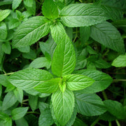 Peppermint Essential Oil - 5ml - Essential Oil Singles - Aromatics International