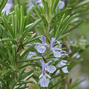 Rosemary ct Camphor Essential Oil - 5ml - Essential Oil Singles - Aromatics International