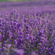 Spike Lavender Essential Oil - 5ml - Essential Oil Singles - Aromatics International