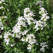Thyme ct Linalool Essential Oil - 5ml - Essential Oil Singles - Aromatics International