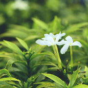 Vanilla Jasmine Blend - 10ml Roll On - Essential Oil Blends - Aromatics International