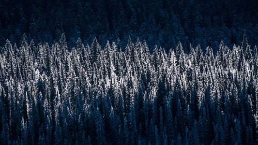 Winter Solstice Diffuser Blend - Aromatics International