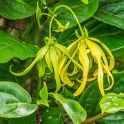Ylang Ylang (Complete) Essential Oil - 5ml - Essential Oil Singles - Aromatics International