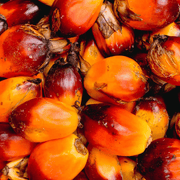 Palm Kernel Oil - 4oz - Carriers - Aromatics International